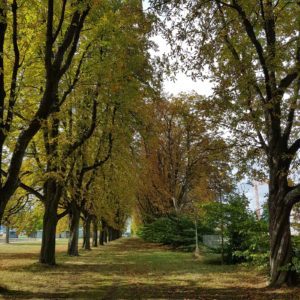 Blick auf die Allee