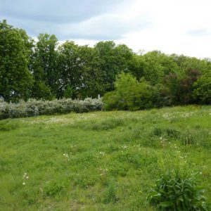 Blick auf eine grüne Ecke des Fuchshofs